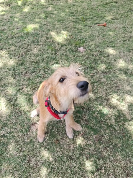 Noisette, la belle x Griffon