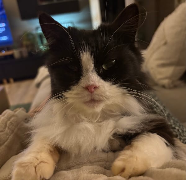 Frimousse Sauvagnon 18