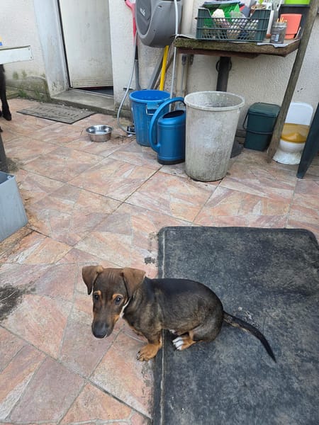 AIKO CHIOT croisé teckel