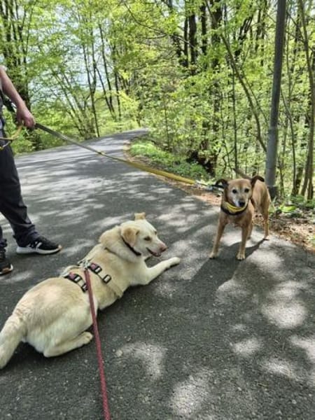 SIGLINDE * sanfte, ruhige Begleiterin