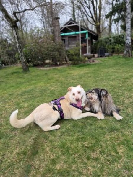 SIGLINDE * sanfte, ruhige Begleiterin