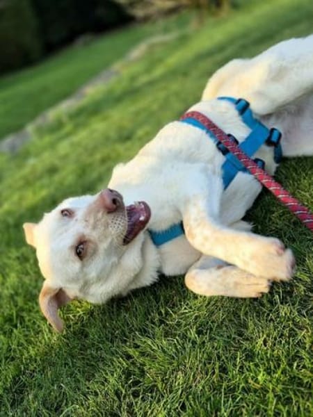 SIGLINDE * sanfte, ruhige Begleiterin