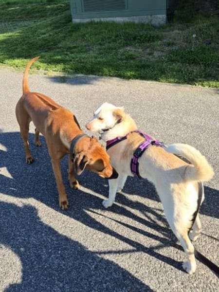 SIGLINDE * sanfte, ruhige Begleiterin