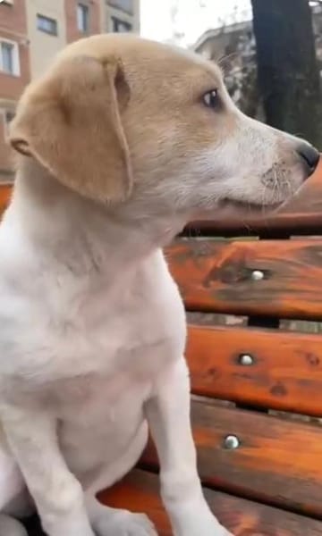 Luna - in Deutschland