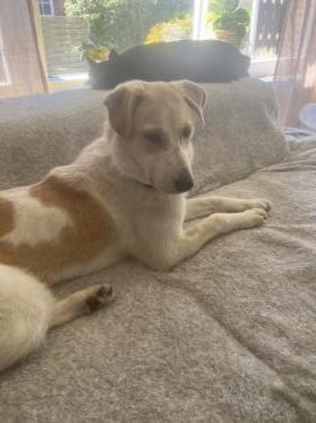 Luna - in Deutschland