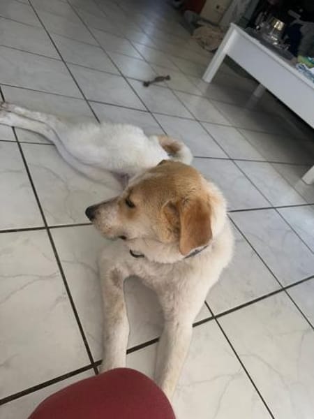 Luna - in Deutschland