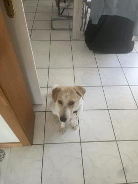 Luna - in Deutschland