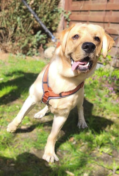 Kalle-tolle Knalltüte sucht Zuhause