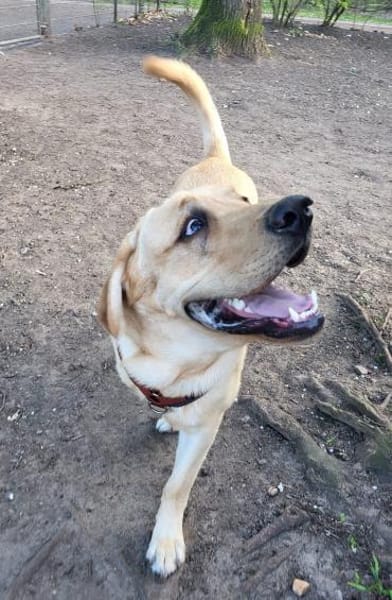 Kalle-tolle Knalltüte sucht Zuhause