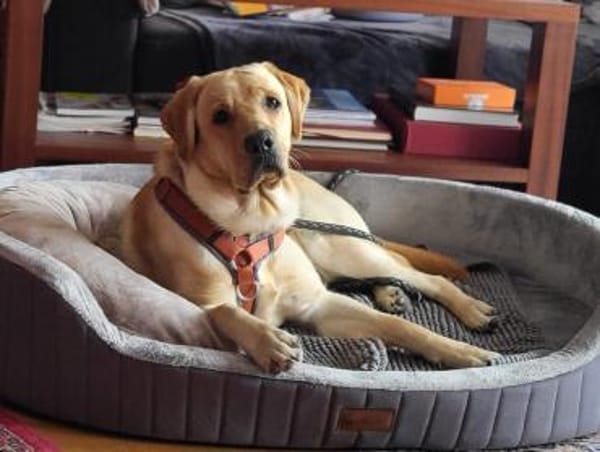 Kalle-tolle Knalltüte sucht Zuhause