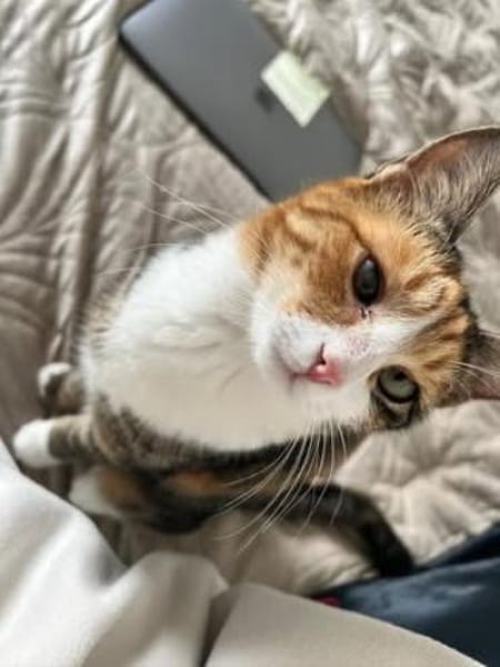 Kiyo sucht ihre Familie