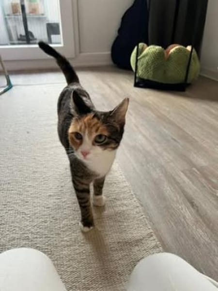 Kiyo sucht ihre Familie