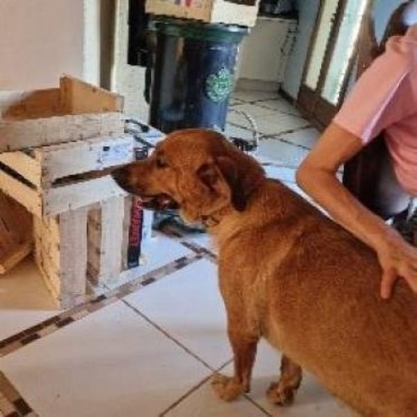 GANESH - Traumplatz für Traumhündin.....