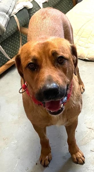 GANESH - Traumplatz für Traumhündin.....