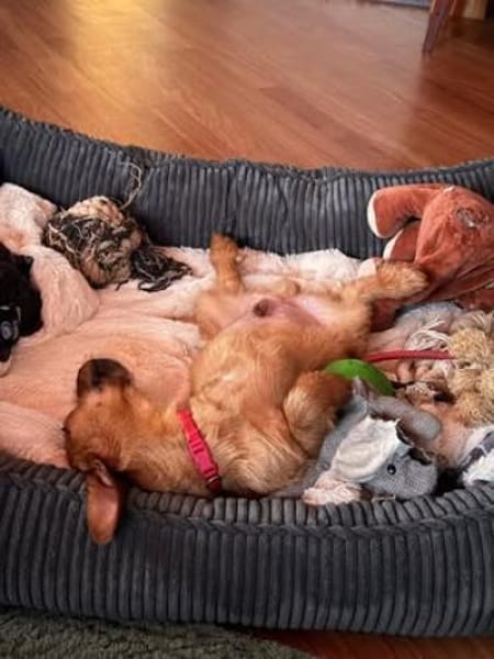 🐾 Carlos sucht sein Für-Immer-Zuhause