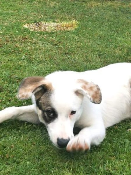 MAIK - intelligent & lernwillig........