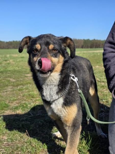 🐾 Dudi  kleiner, lieber Rüde