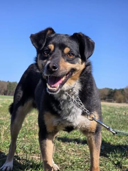 🐾 Dudi  kleiner, lieber Rüde