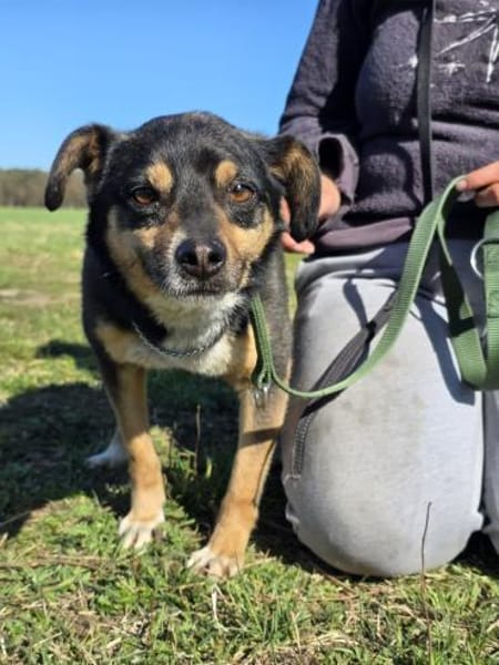 🐾 Dudi  kleiner, lieber Rüde