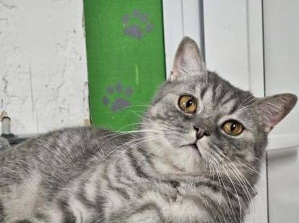 LITSCHI - Lebensfreude pur sucht Familie