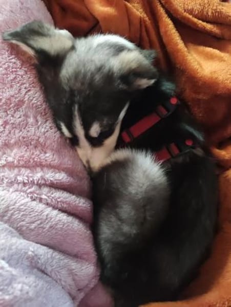 SILVA * Gemeinsam Pferde stehlen