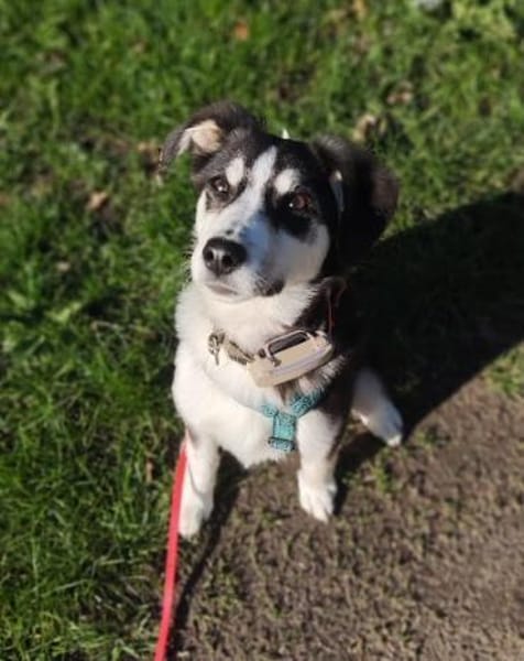 SILVA * Gemeinsam Pferde stehlen