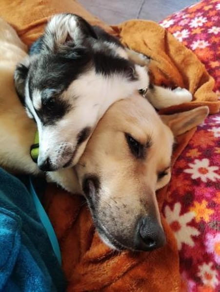 SILVA * Gemeinsam Pferde stehlen