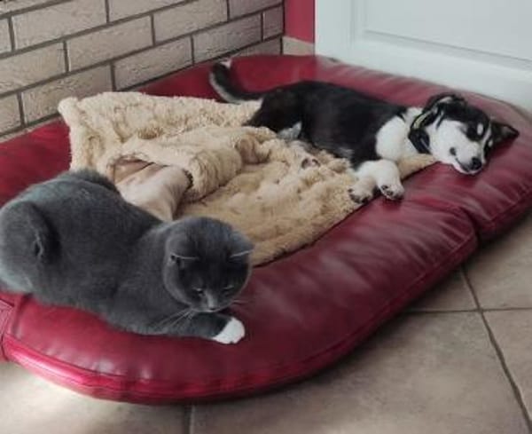 SILVA * Gemeinsam Pferde stehlen