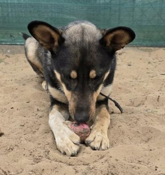 Kadir -Sportlicher Schäferhund