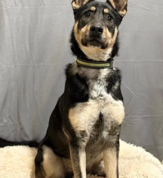 Kadir -Sportlicher Schäferhund