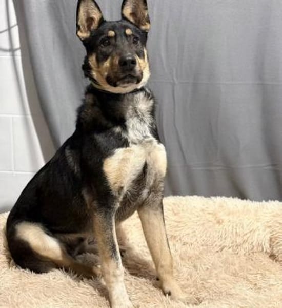 Kadir -Sportlicher Schäferhund