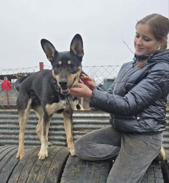 Kadir -Sportlicher Schäferhund