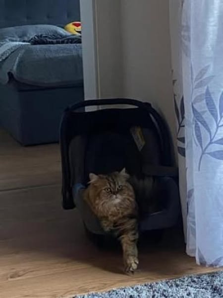 🐱 Schlumpfi sucht sein Zuhause