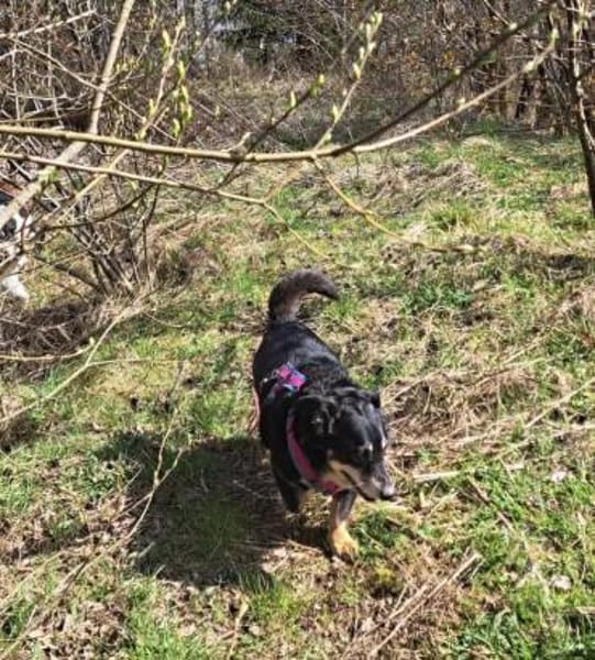 MORIS sucht dringend ein neues zuhause