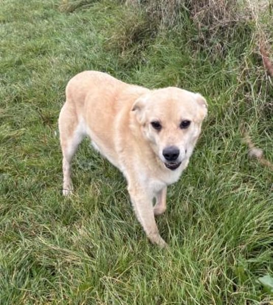 Peewee sucht ruhige Menschen