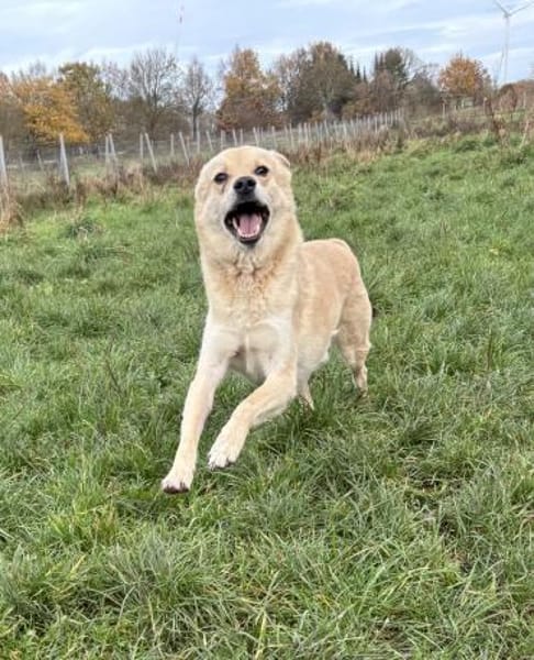 Peewee sucht ruhige Menschen