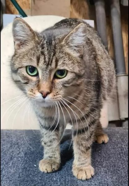 Rajah  Tigermädel sucht Familie