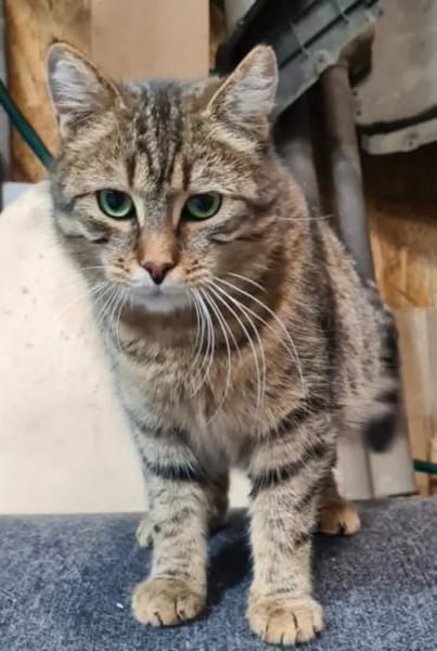 Rajah  Tigermädel sucht Familie