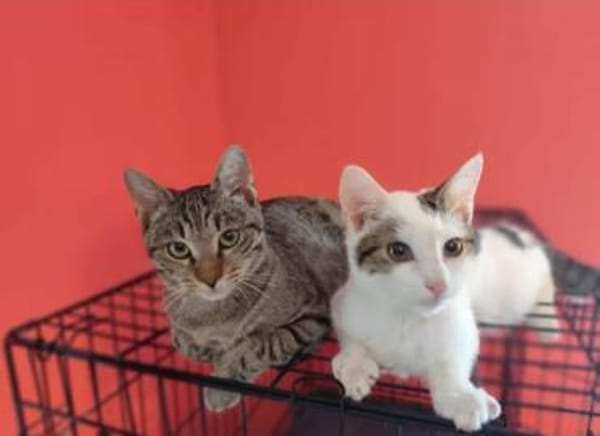 Rajah  Tigermädel sucht Familie