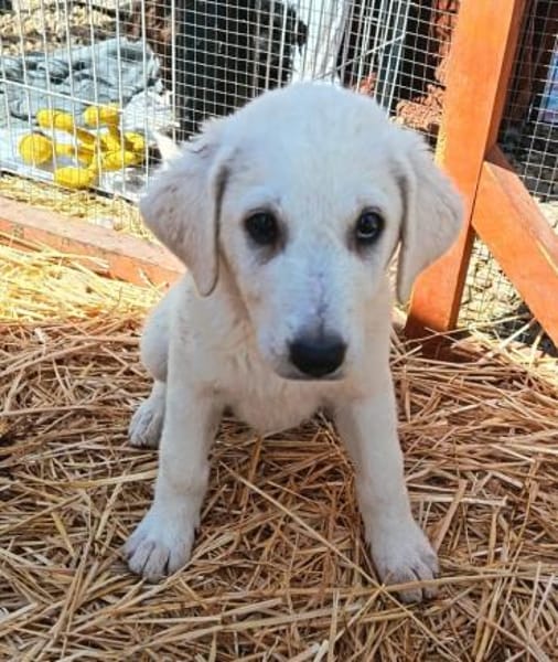 Cuki sucht Familienanschluß