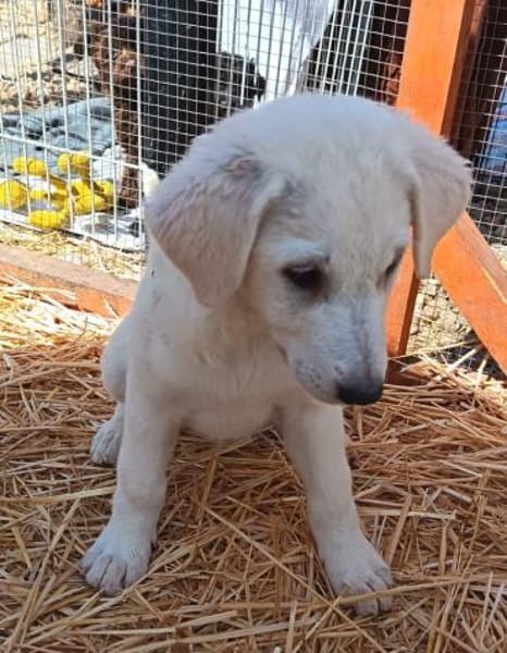 Cuki sucht Familienanschluß