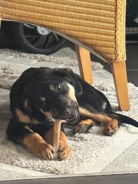 Hedda sucht ihre Menschen 🐾