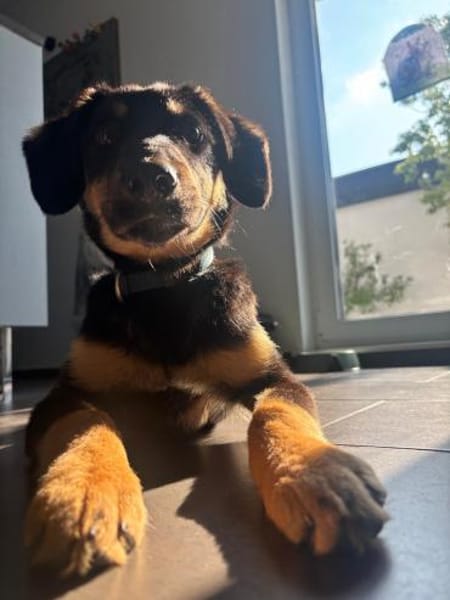 Hedda sucht ihre Menschen 🐾