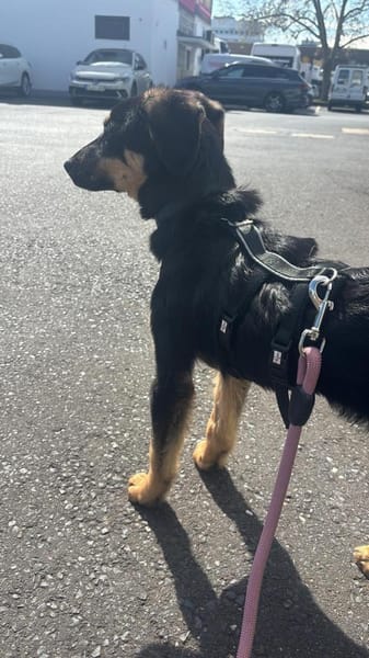 Hedda sucht ihre Menschen 🐾