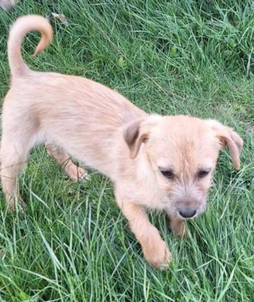 SAMSI -rundum tolles Hundekind-