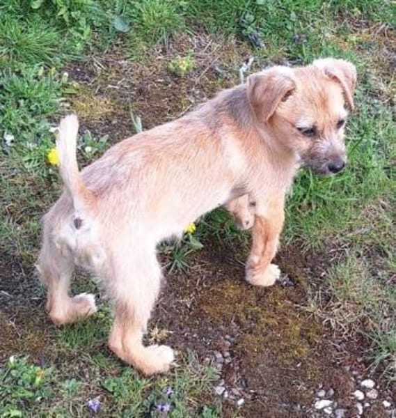 SAMSI -rundum tolles Hundekind-