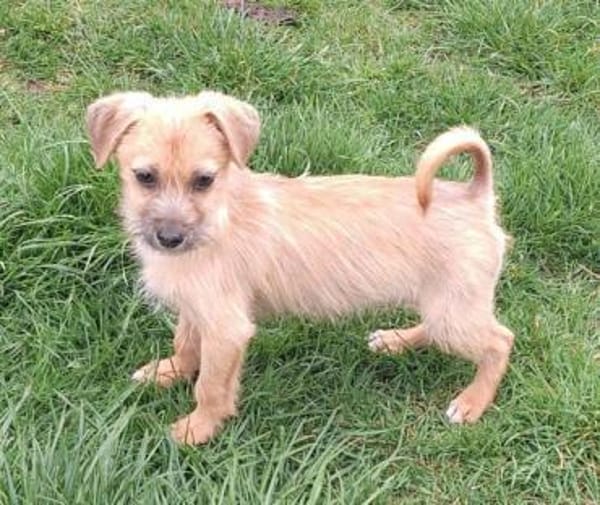 SAMSI -rundum tolles Hundekind-