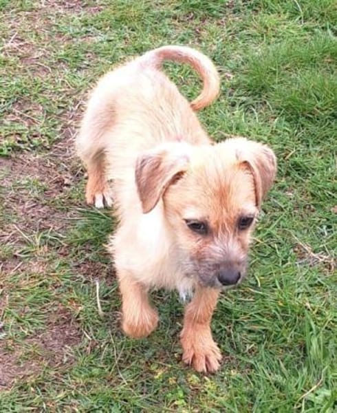 SAMSI -rundum tolles Hundekind-