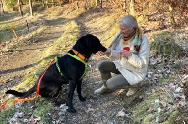 NICKI sucht Menschen mit Hundeerfahrung.