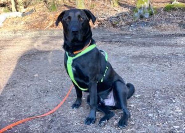 NICKI sucht Menschen mit Hundeerfahrung.